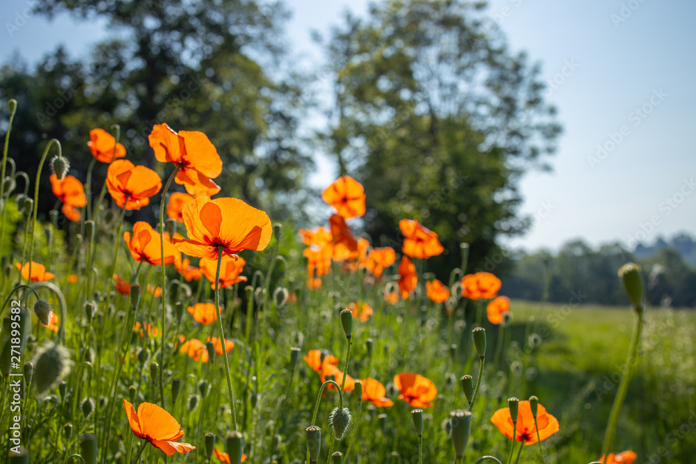 Obraz premium poppy flower field outdoor green red