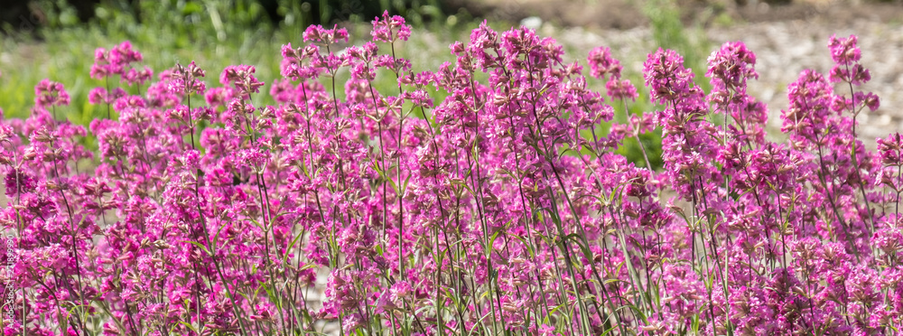 Matthiola incana - thickets of tall blooming grass in the park on a summer day Matthiola incana - thickets of tall blooming grass in the park on a summer day