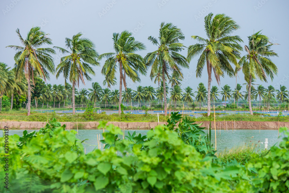 Obraz premium Line of coconut trees on ridges. They are planted round the pond.