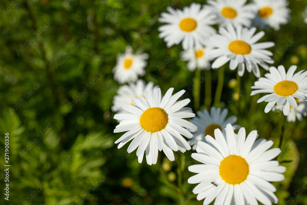 Fototapeta premium healthy camomile, chamomileon the gras backgrounds