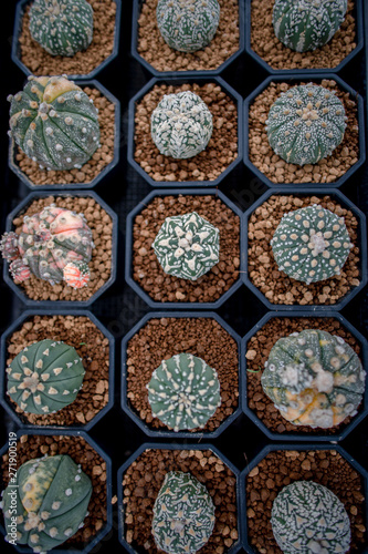 Fototapeta Naklejka Na Ścianę i Meble -  Collection of various cactus and succulent plants in different pots. Potted cactus house