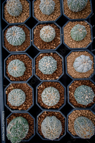Fototapeta Naklejka Na Ścianę i Meble -  Collection of various cactus and succulent plants in different pots. Potted cactus house