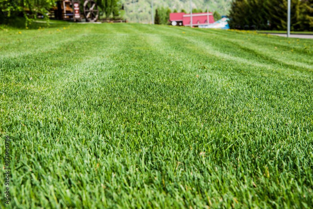 Obraz premium Beautiful Altai fields in spring