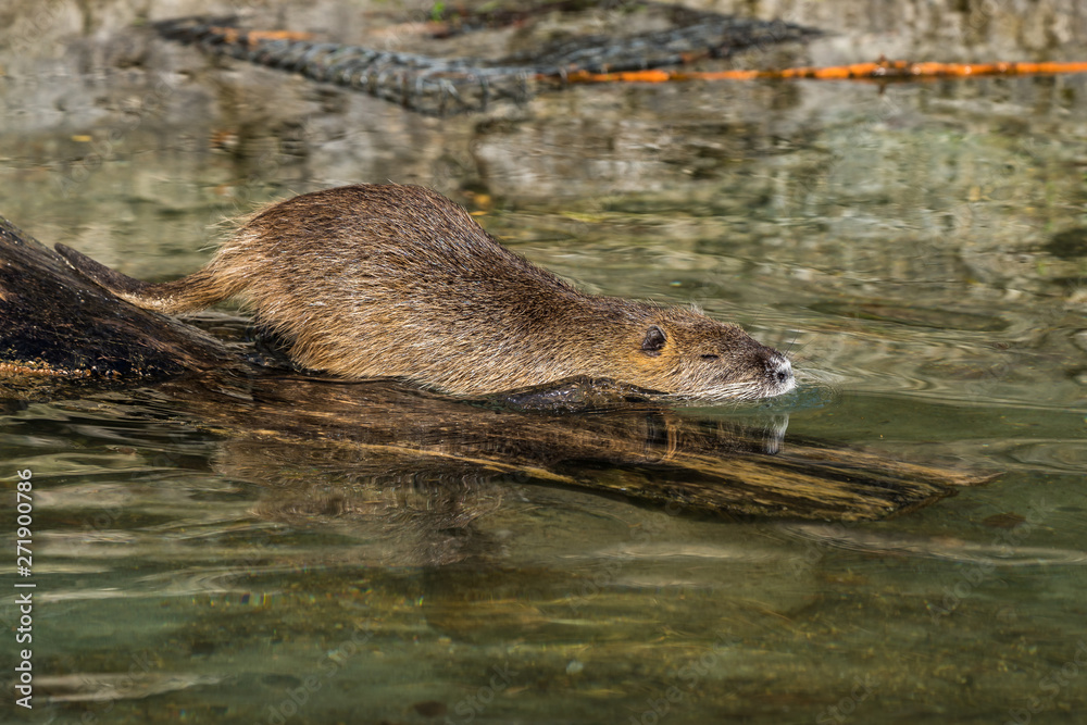 Coypu, Myocastor coypus, also known as river rat or nutria Coypu, Myocastor coypus, also known as river rat or nutria