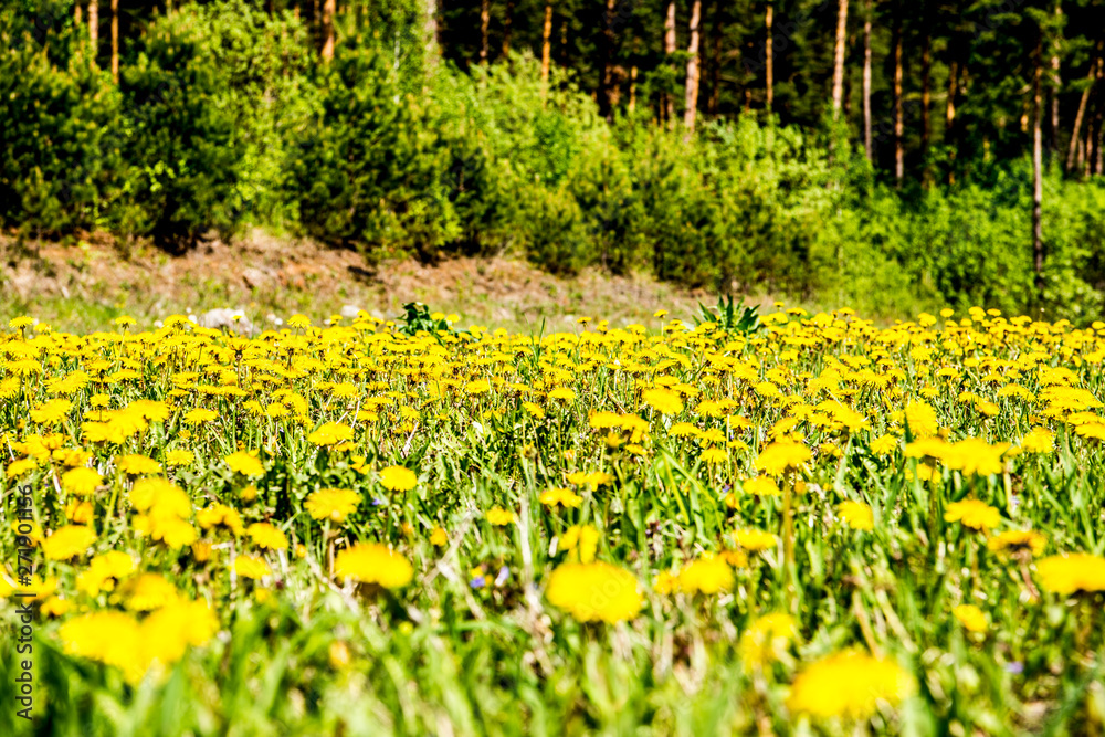 Beautiful Altai fields in spring Beautiful Altai fields in spring