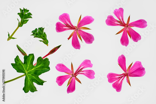 Pelargonium graveolens