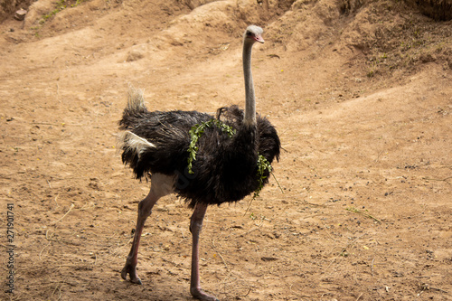 Ostrich walking on the ground.