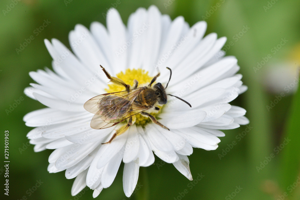 Bee on flower. Bee collects pollen from chamomile. Summer. Close - up, macro photo. Bee on flower. Bee collects pollen from chamomile. Summer. Close - up, macro photo.