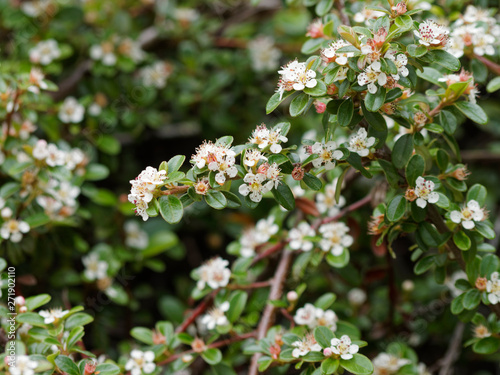 (Cotoneaster dammeri) Teppich-Zwergmispel. Zweig mit Laub und Frühling weiße Blüten © Marc