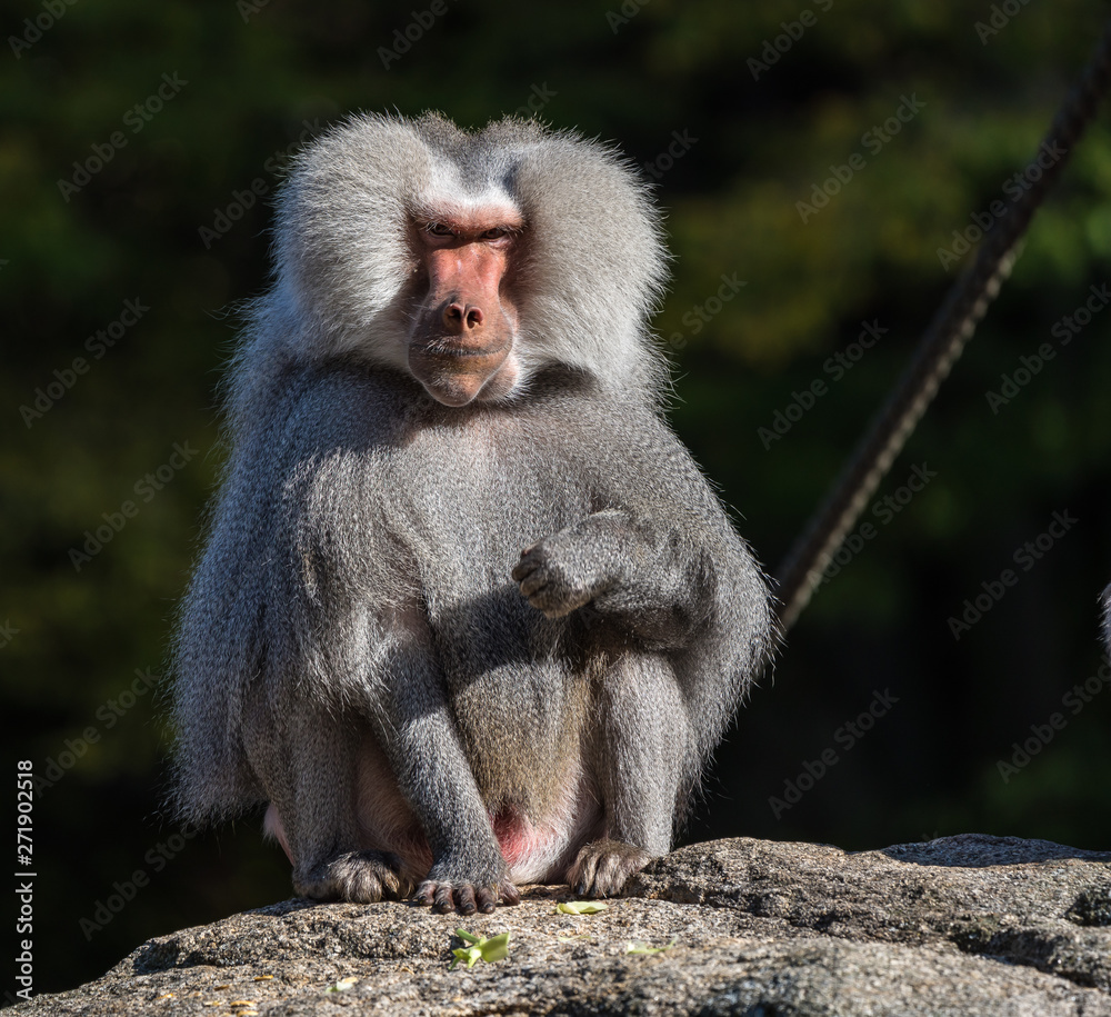 Fototapeta premium The hamadryas baboon, Papio hamadryas is a species of baboon