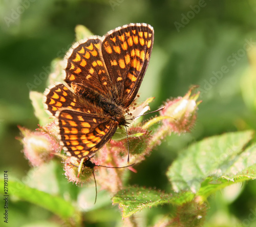 butterfly heath fritillary on the flower