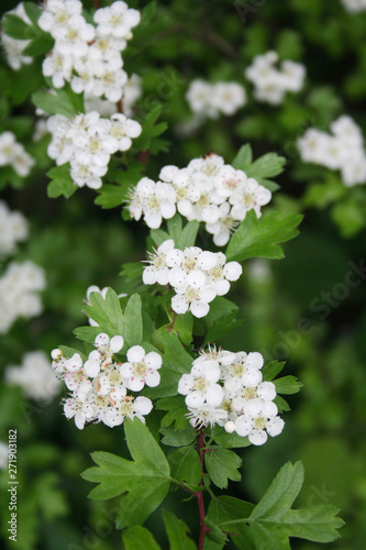 Hawthorn branch with beautiful white flowers. Crataegus monogyna