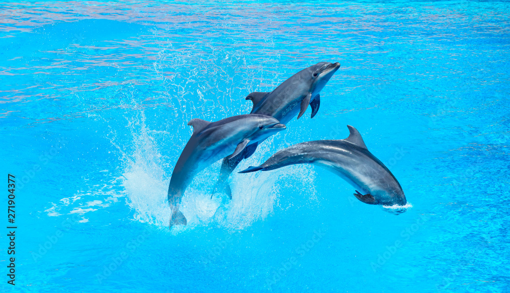 Naklejka premium Group of dolphins jumping on the water - Beautiful seascape and blue sky