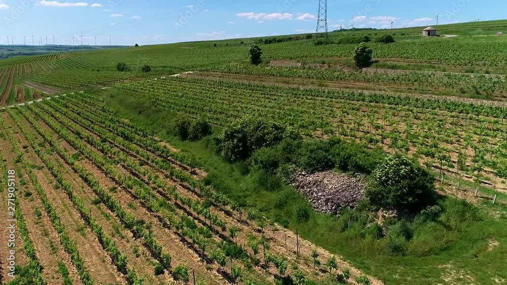 flight over german vineyards flight over german vineyards