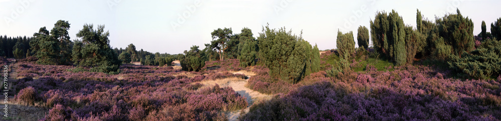 Heather and peatfields drente Netherlands. Blooming hetaher panorama Echten Heather and peatfields drente Netherlands. Blooming hetaher panorama Echten