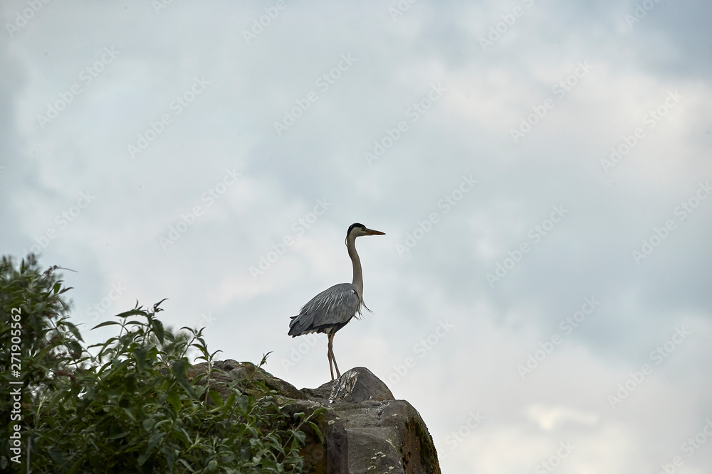 Fototapeta premium Tiere_Zoomwelt_