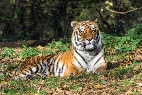 The Siberian tiger Panthera tigris altaica in the zoo