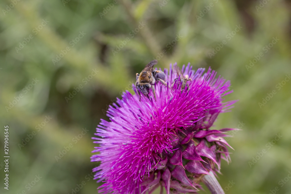 Beautiful flower of purple thistle. Pink flowers of burdock. Burdock thorny flower close-up. Flowering thistle or milk thistle. Herbaceous plants Beautiful flower of purple thistle. Pink flowers of burdock. Burdock thorny flower close-up. Flowering thistle or milk thistle. Herbaceous plants