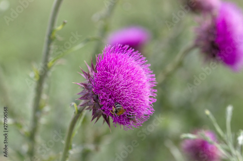 Beautiful flower of purple thistle. Pink flowers of burdock. Burdock thorny flower close-up. Flowering thistle or milk thistle. Herbaceous plants  Milk Thistles   Carduus
