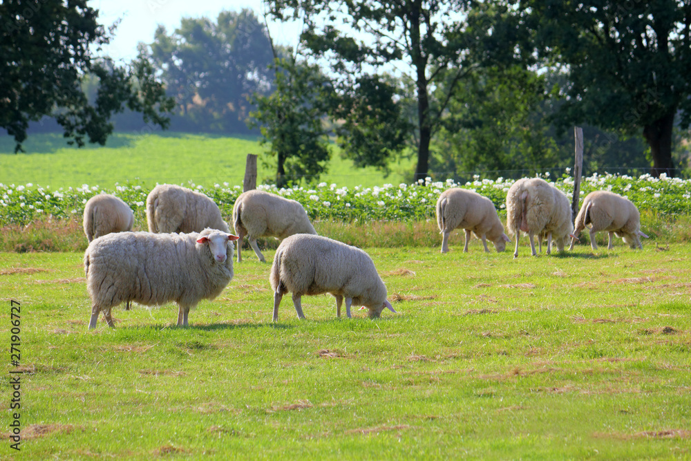 Sheep on the pasture, Germany. Backlit photography Sheep on the pasture, Germany. Backlit photography