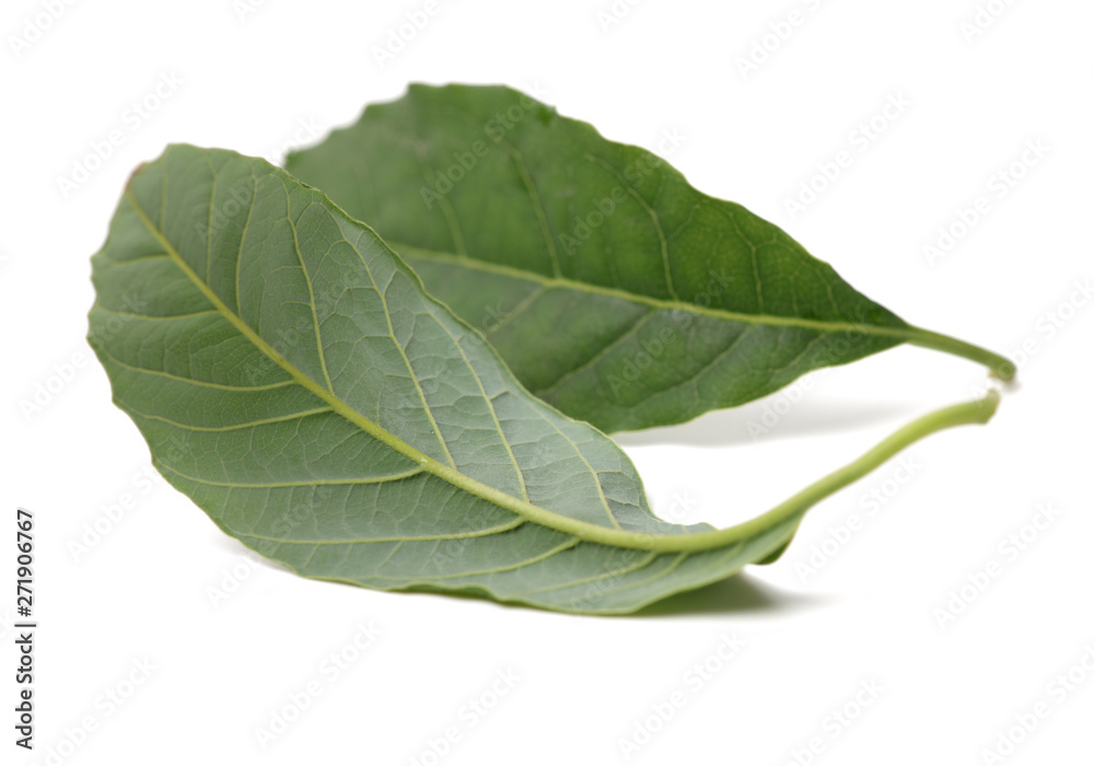 Obraz premium leaf of avocado tree isolated on white background