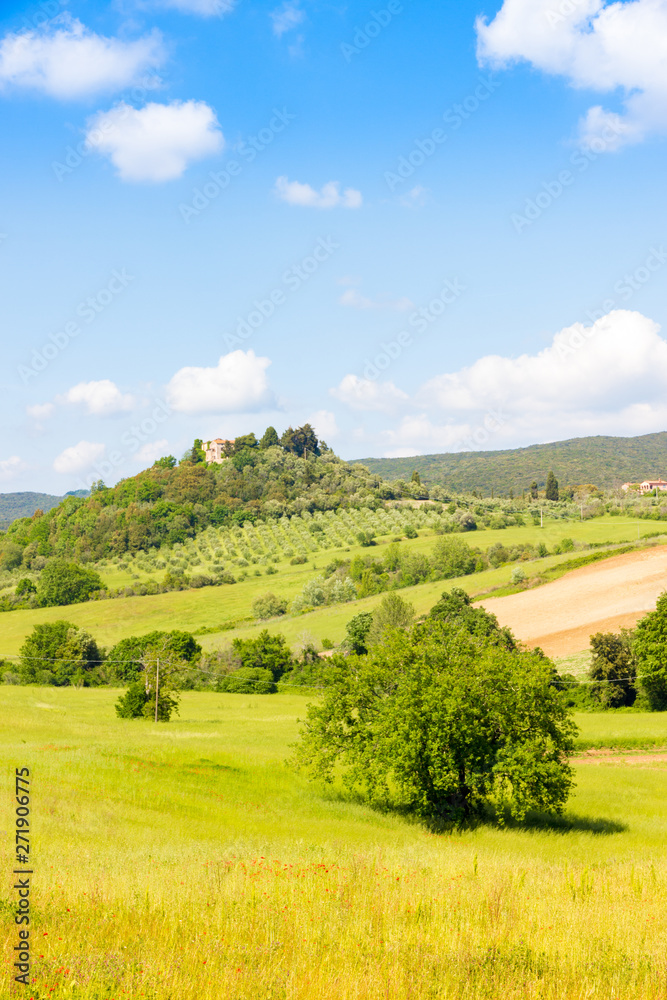 Obraz premium Sunny springtime tuscan country view near Massa Marittima , Italy