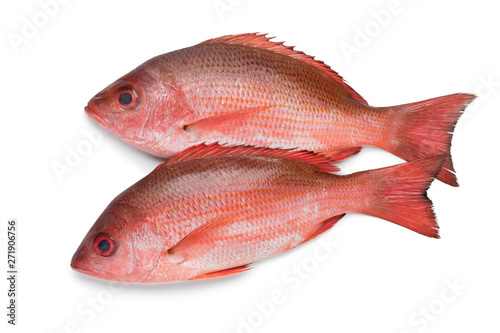 Schilderij op canvas Two Northern red snappers