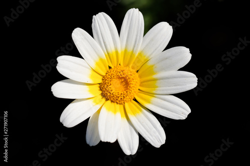 Crown daisy flower  known as  Glebionis coronaria . Closeup photo of crown daisy flower.