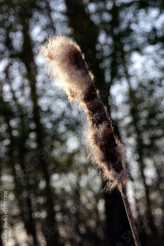 Reed Lake Engelengaerde Meppel Netherlands. Blijdenstein Ruinerwold