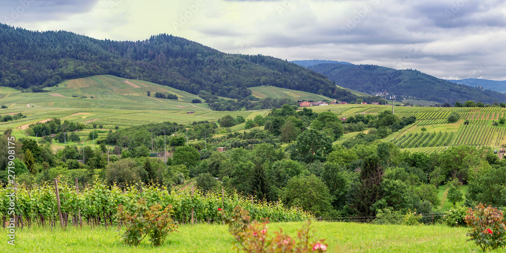 Obraz premium Panorama Vineyards in Baden-Baden. Germany