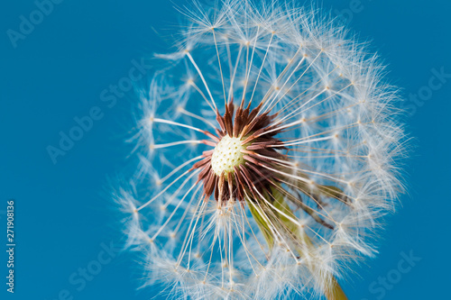 Dandelion clock  close-up  macro - Image .