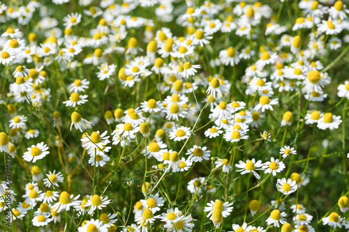 Daisy flowers knoown as "Matricaria chamomilla" daisies garden background © ahmetcigsar