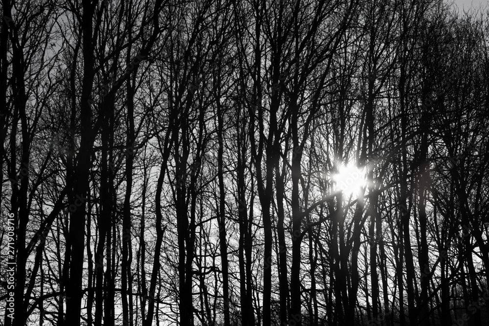 Forest and trees with sunset winter Forest and trees with sunset winter