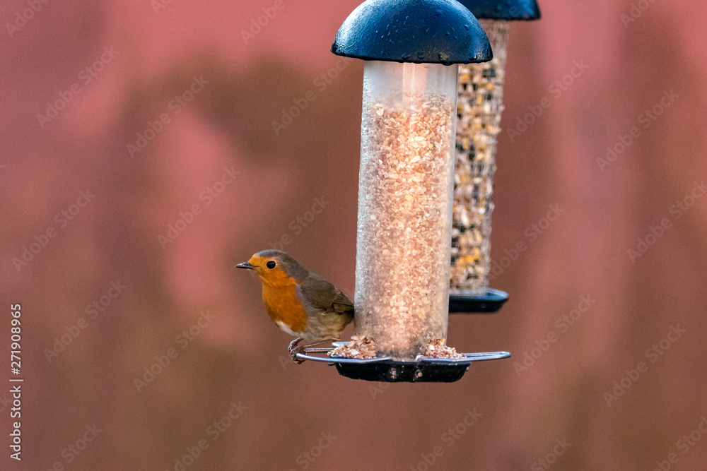 Naklejka premium bird on feeder