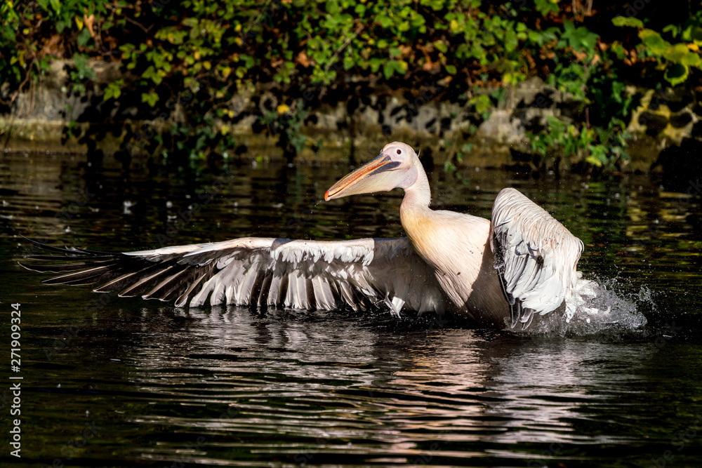 Great White Pelican, Pelecanus onocrotalus in the zoo Great White Pelican, Pelecanus onocrotalus in the zoo