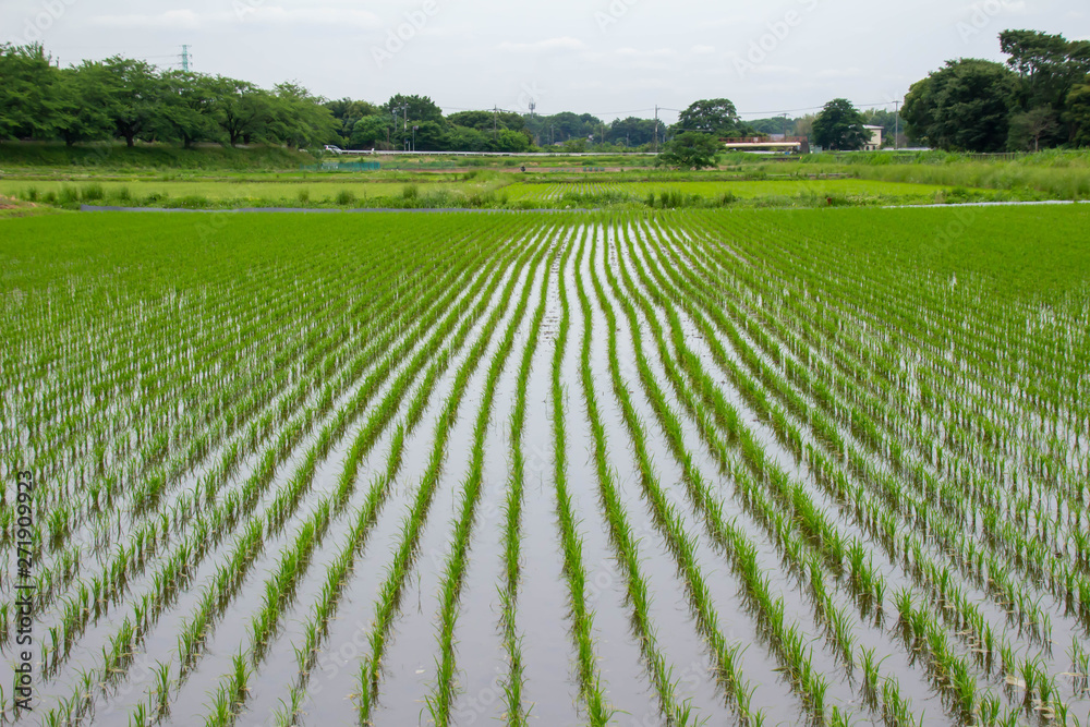 田植えが終わったばかりの初夏の見沼田んぼの風景 Stock 写真 Adobe Stock