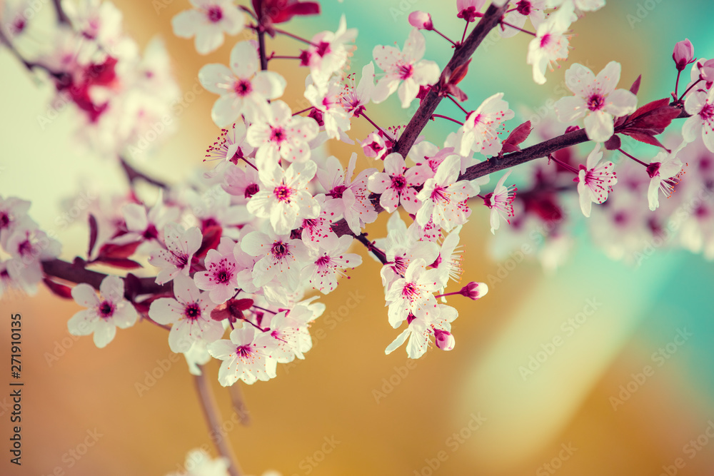 Colorful blooming cherry tree branch. Cherry orchard