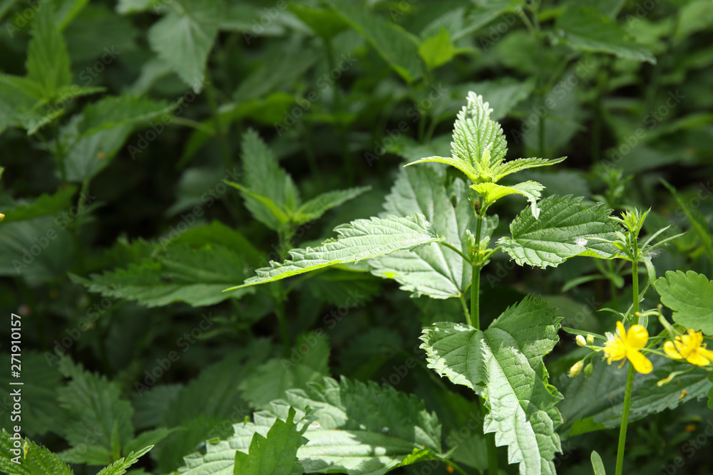 Urtica dioica, common nettle in springtime, alternative medicine, healthy herb