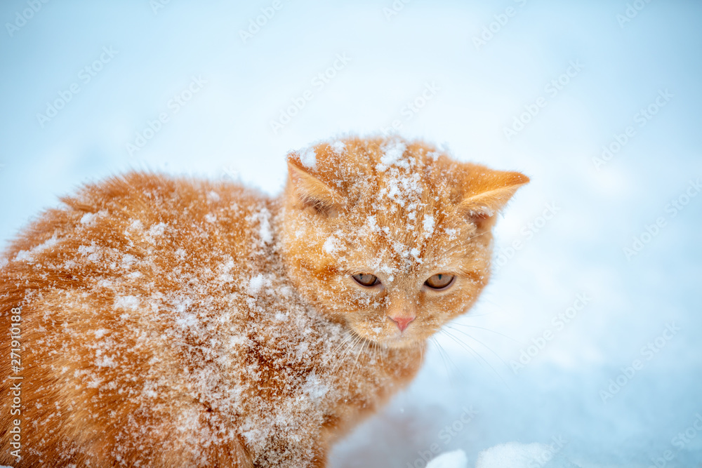 Fototapeta premium Cute red kitten covered with snow in the winter garden