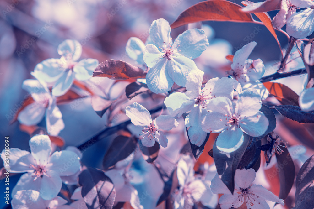 Fototapeta Vintage kwitnących sadów. Gałęzie z kwiatami wiśni