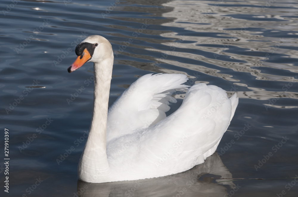Naklejka premium Cygne