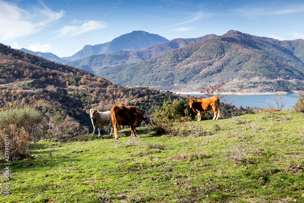 Fototapeta premium The cows graze by the lake Mornos in the mountains (Central Greece)