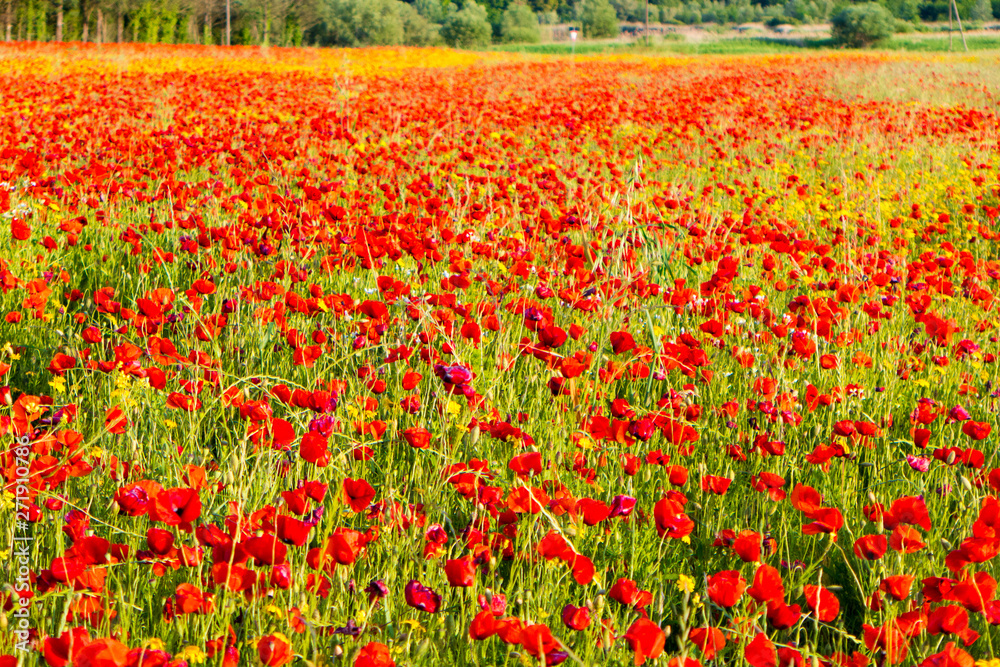 Poppy flowers in the tuscan countryside in Italy