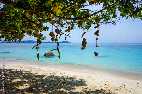 Hanging coral on Turtle Beach, Perhentian Islands, Terengganu, Malaysia © daboost