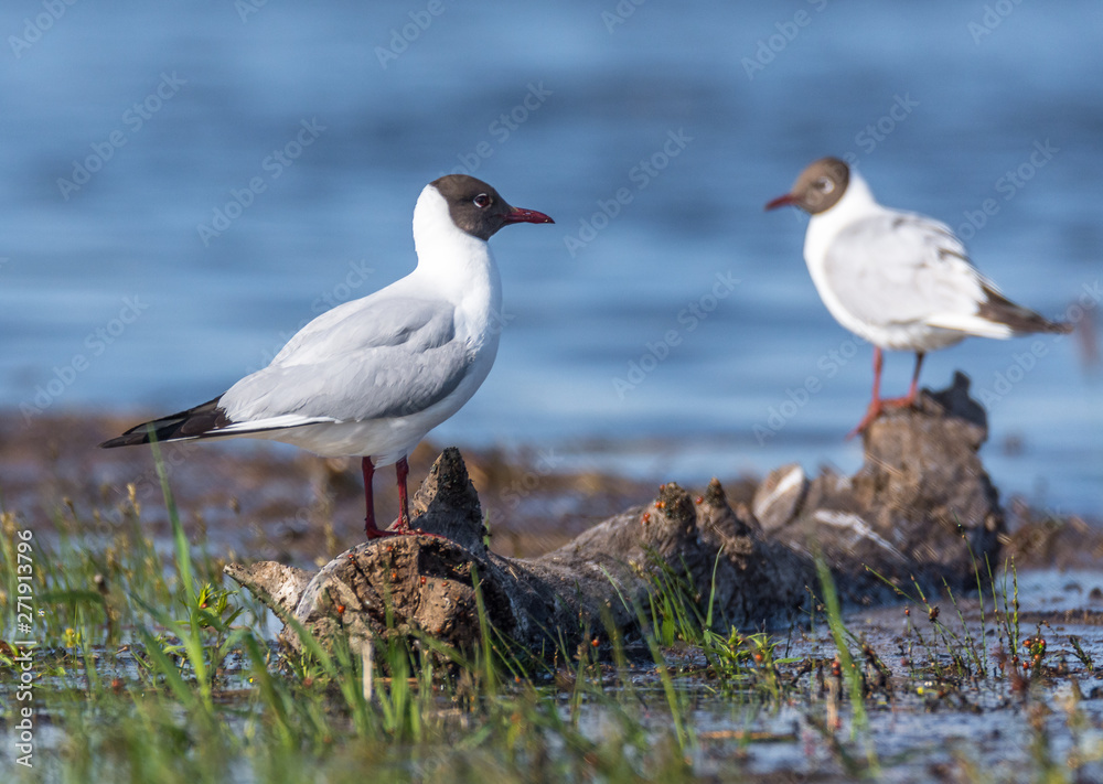 Seagull on a log. Seagull on a log.