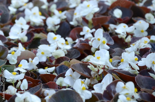 White Begonia cucullata also known as wax begonia and clubed begonia photo