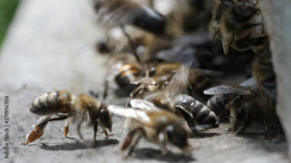 Swarm of bees circle around hive.Apiary,beekeeping,collective work concept bee agriculture.Insects are at entrance to hive.Macro. Swarm of bees circle around hive.Apiary,beekeeping,collective work concept bee agriculture.Insects are at entrance to hive.Macro.