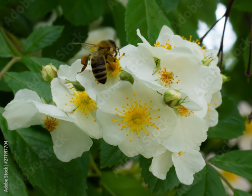 bee on flower