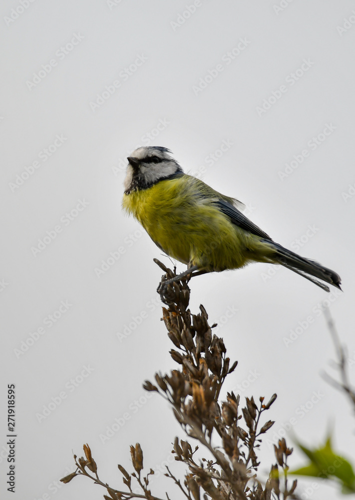 Obraz premium Blue Tit