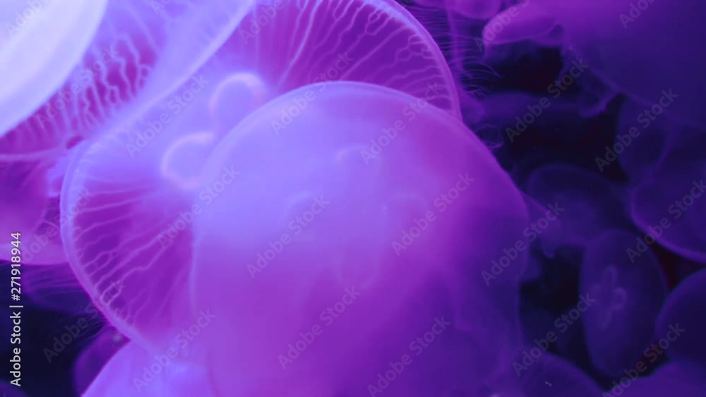 Plenty of pink jellyfishes swim up and down close-up in dark water (4K, 30fps) Plenty of pink jellyfishes swim up and down close-up in dark water (4K, 30fps)
